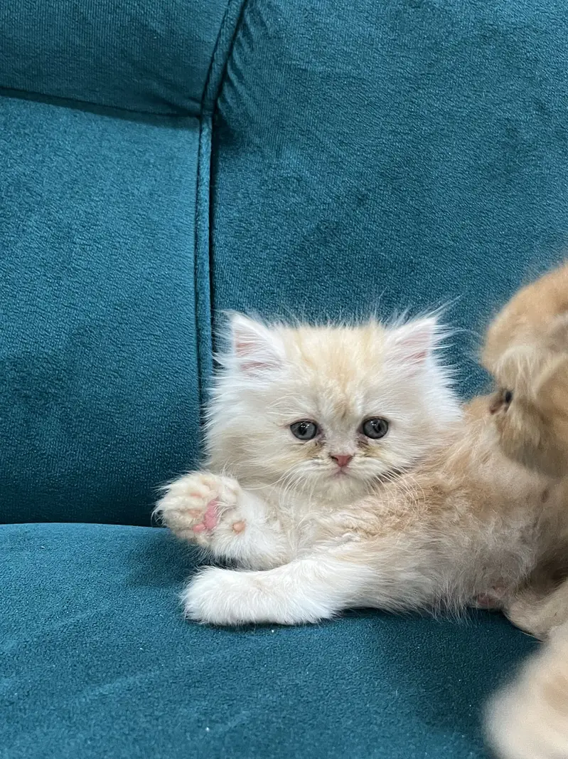 Persian kittens for sale male female both available — photo 2