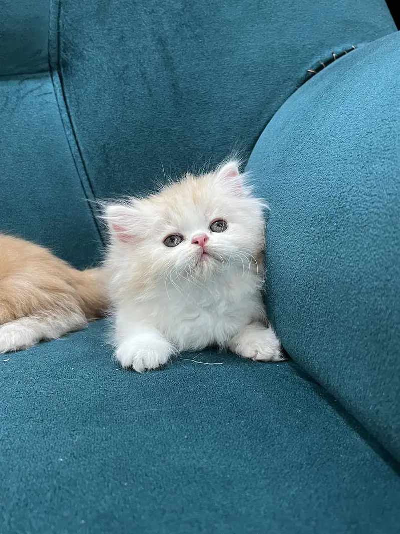 Persian kittens for sale male female both available — photo 3