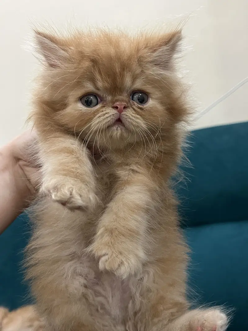 Persian kittens for sale male female both available — photo 4
