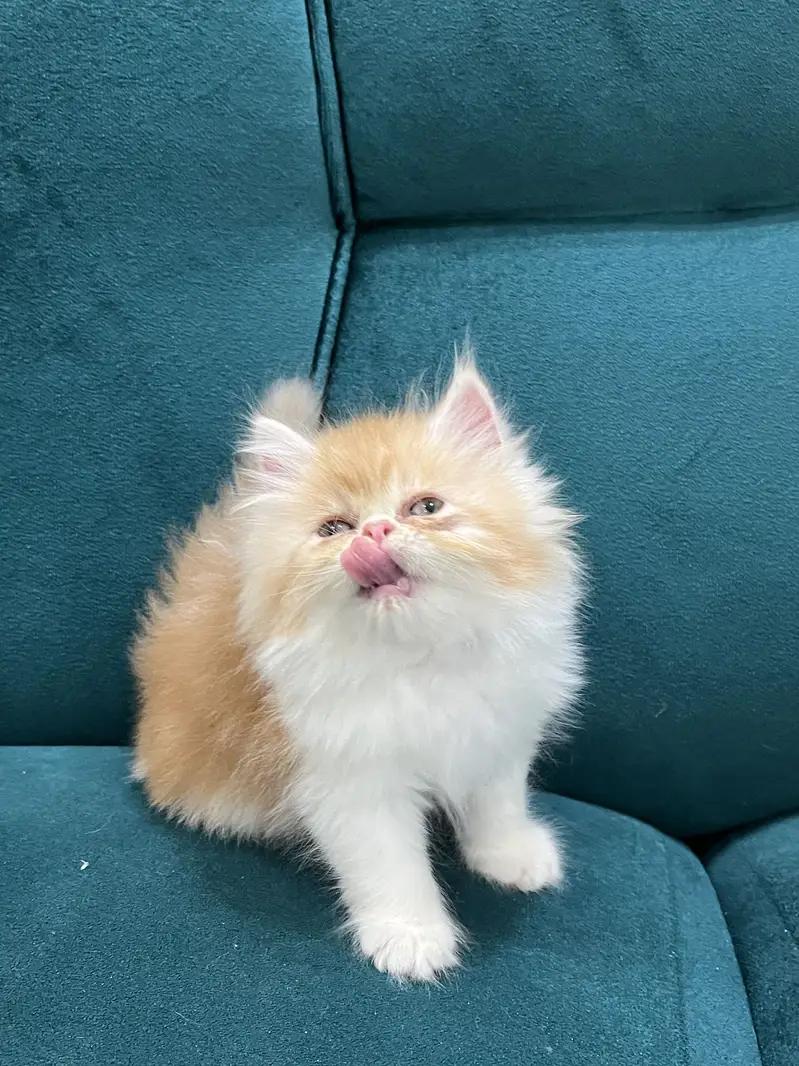 Persian kittens for sale male female both available — photo 5