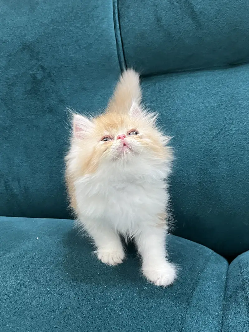 Persian kittens for sale male female both available — photo 6
