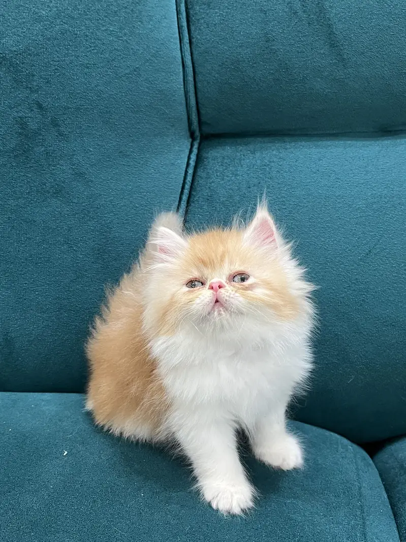 Persian kittens for sale male female both available — photo 7