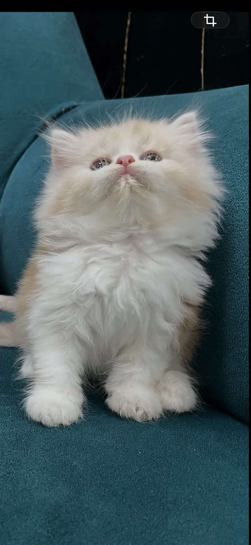 Persian kittens for sale male female both available — photo 8