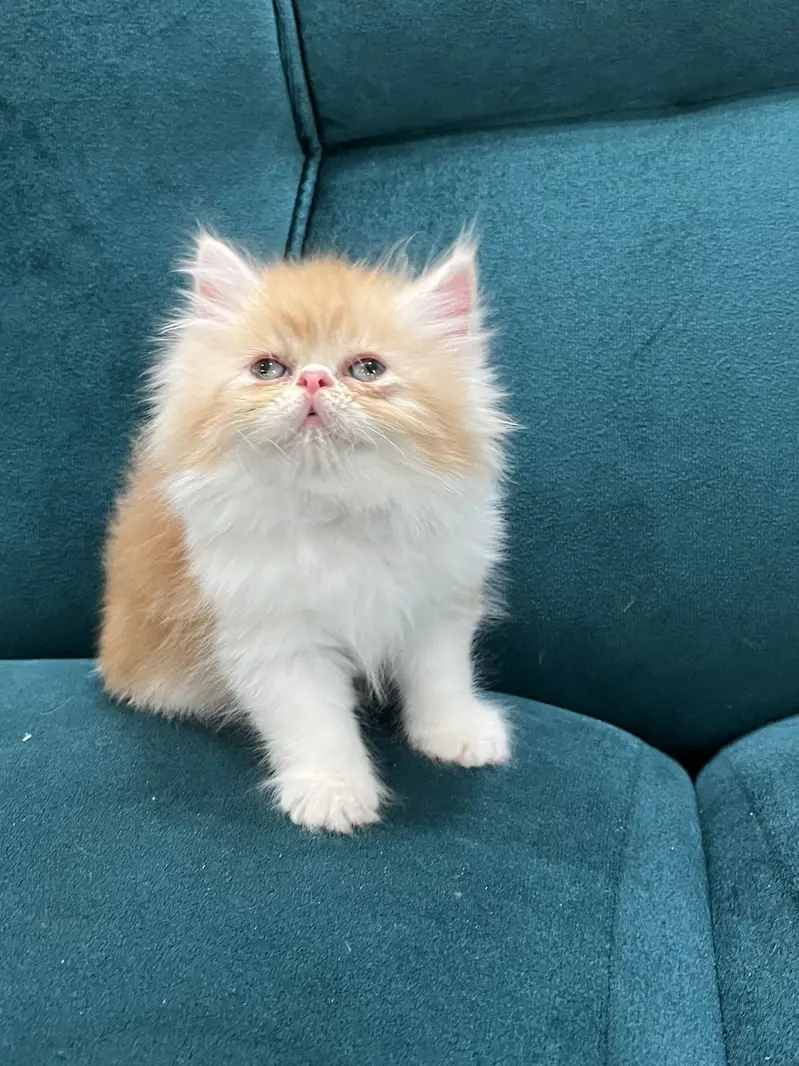 Persian kittens for sale male female both available — photo 9