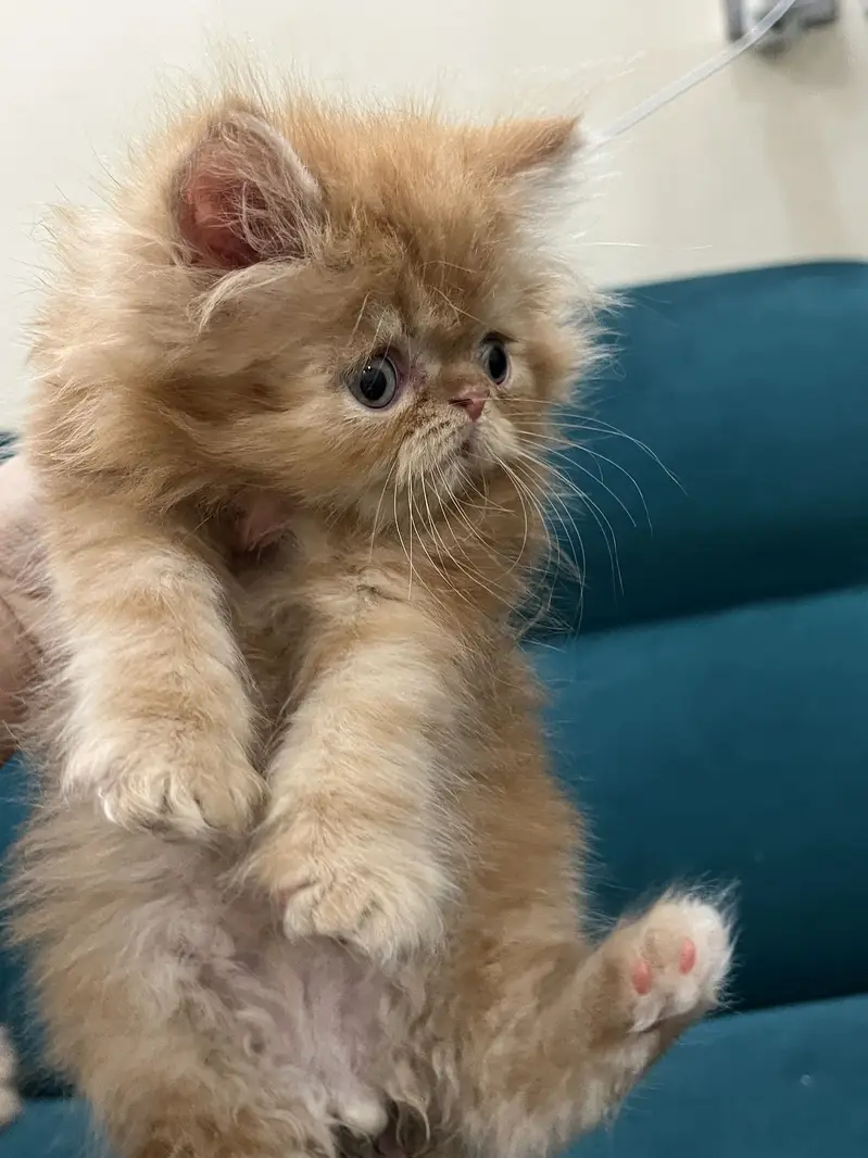 Persian kittens for sale male female both available — photo 10