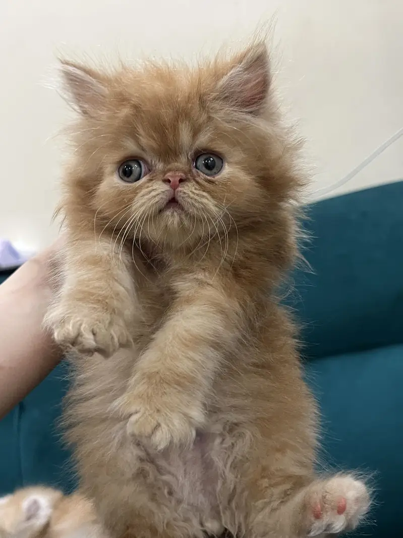 Persian kittens for sale male female both available — photo 11