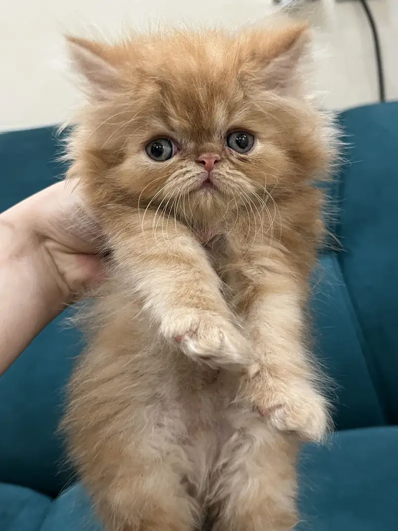 Persian kittens for sale male female both available — photo 12