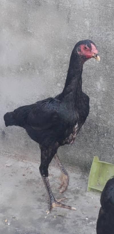 pure German king size shamo females