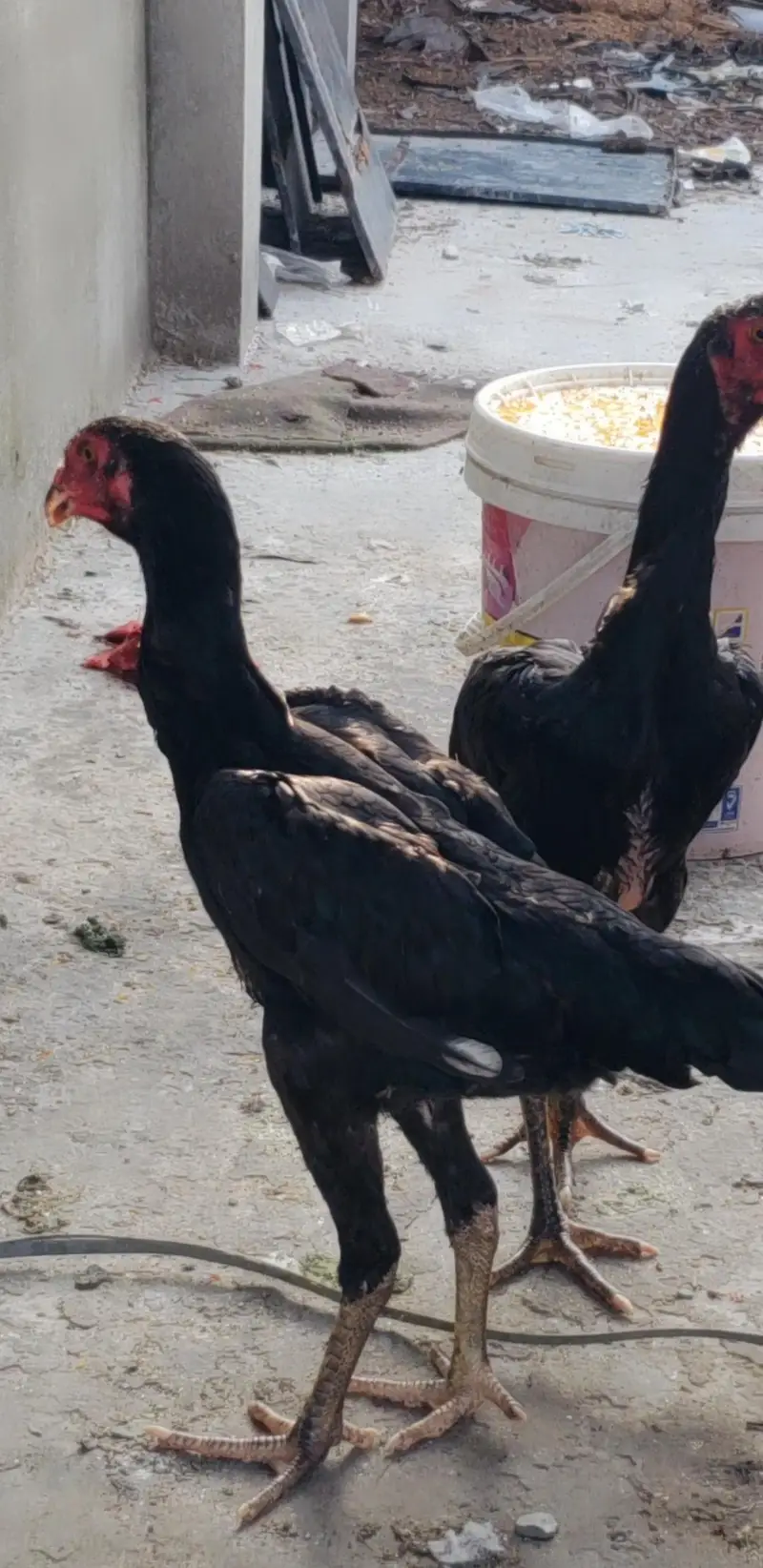 pure German king size shamo females — photo 3
