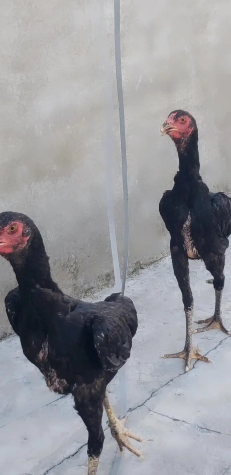 pure German king size shamo females — photo 6