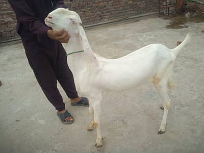 Rajanpuri Bakri