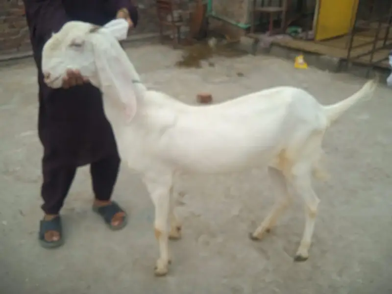 Rajanpuri Bakri — photo 2