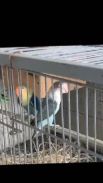 Love birds