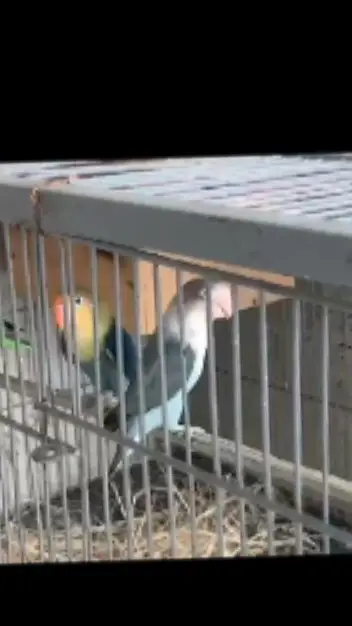 Love birds