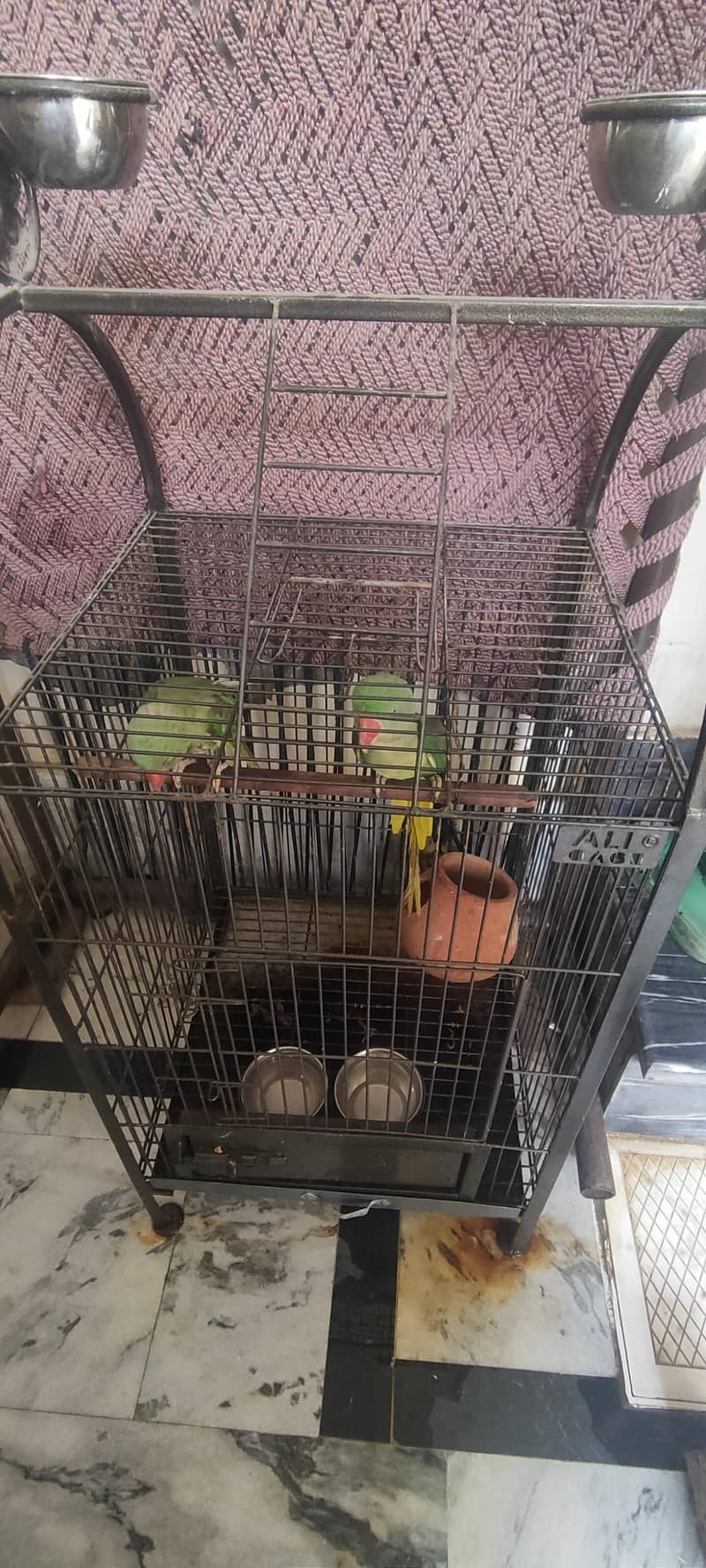 parrot 0