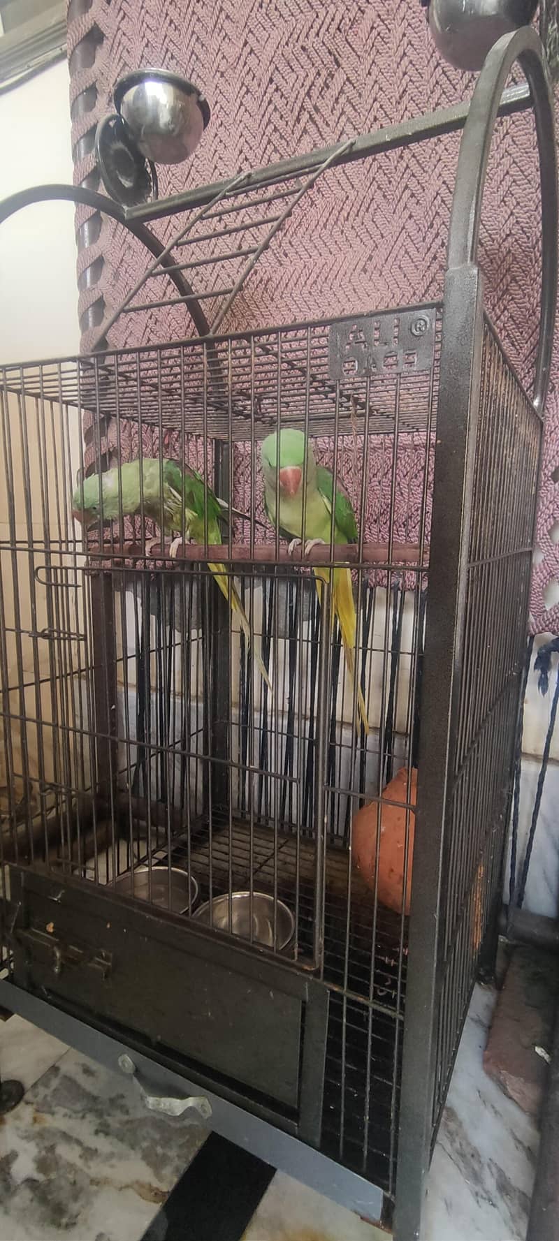 parrot 1