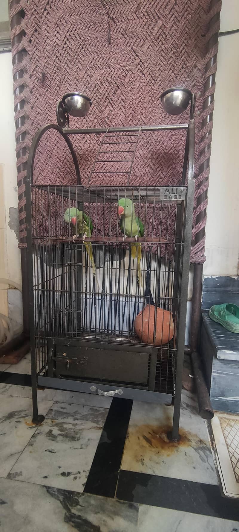 parrot 2