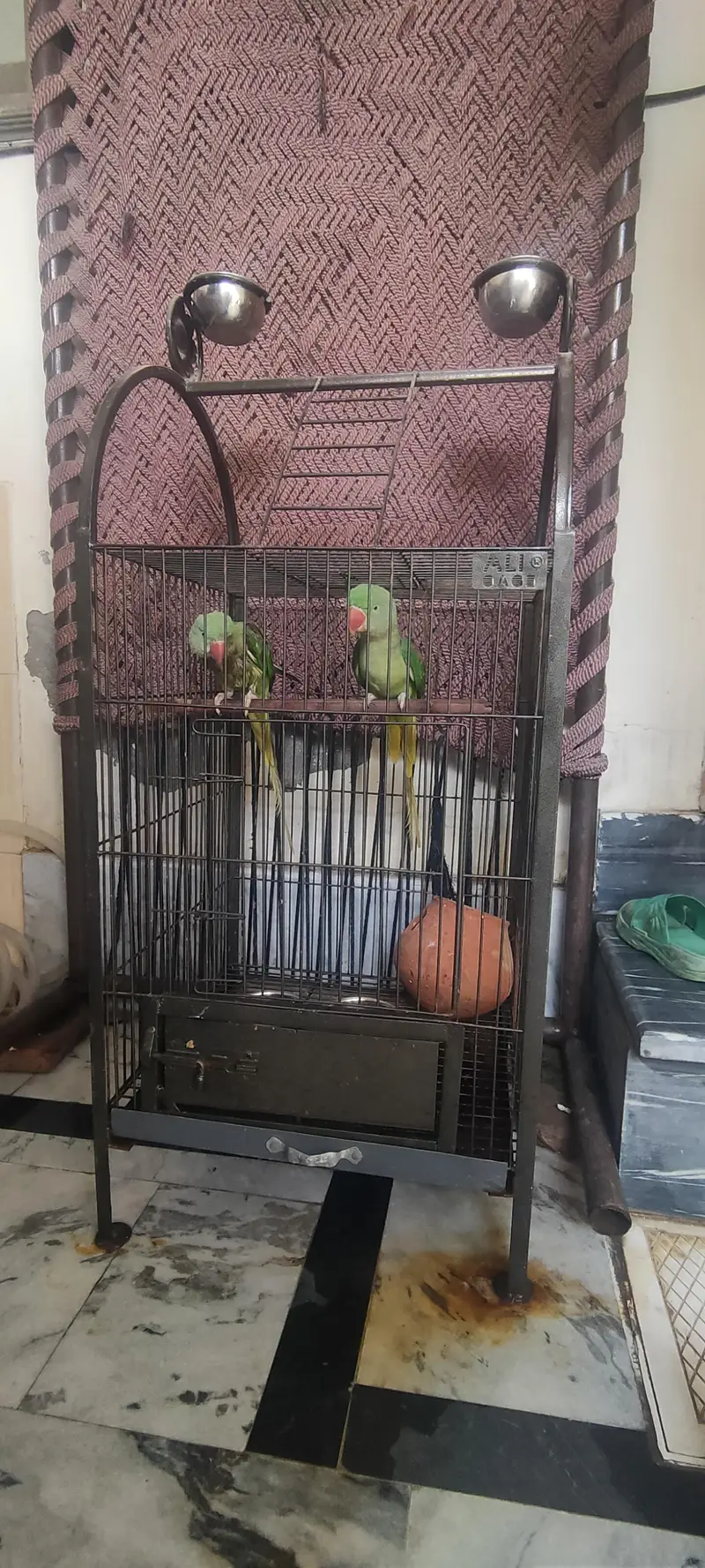 parrot — photo 3
