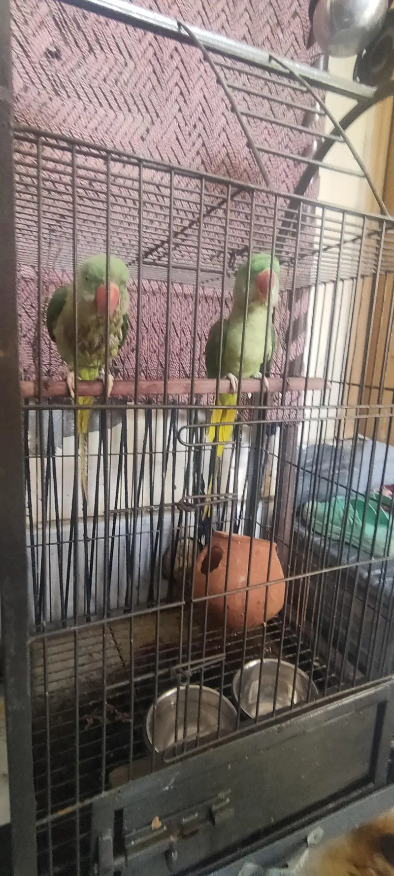 parrot — photo 4