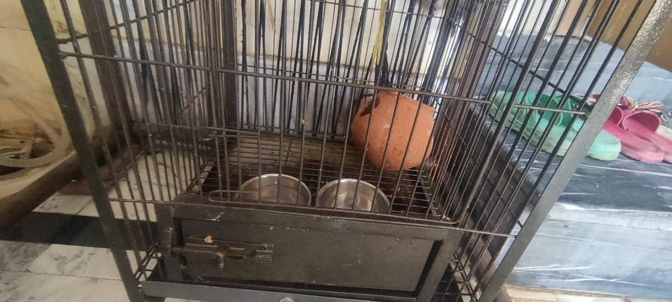 parrot 4