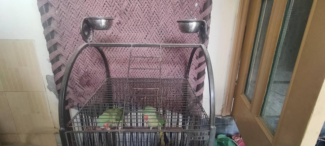 parrot 5