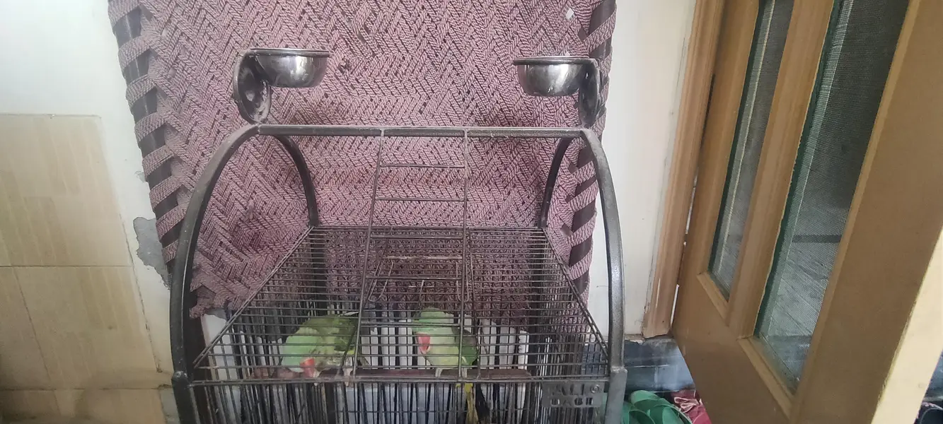 parrot — photo 6