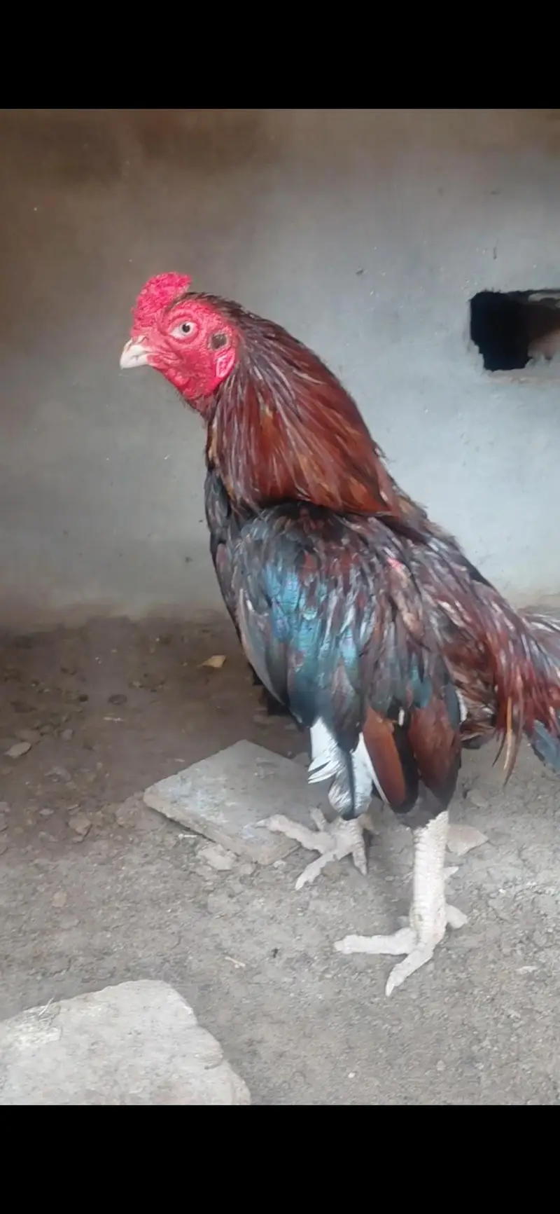 amroha aseel paire 4sale — photo 2
