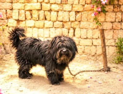 American poodle confirm stud age 14month
