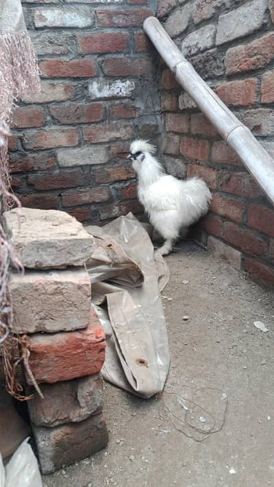 silky chicks and fertile eggs  available
