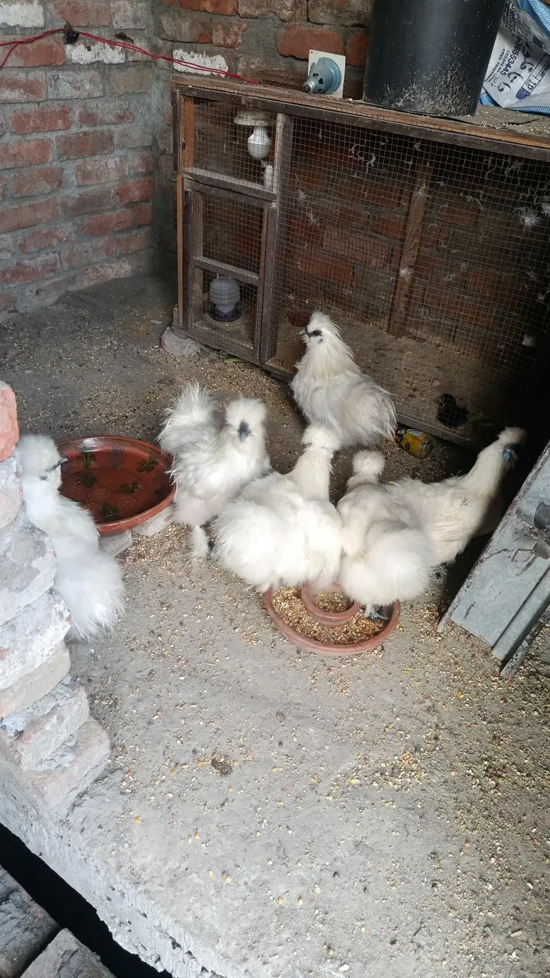 silky chicks and fertile eggs  available — photo 2