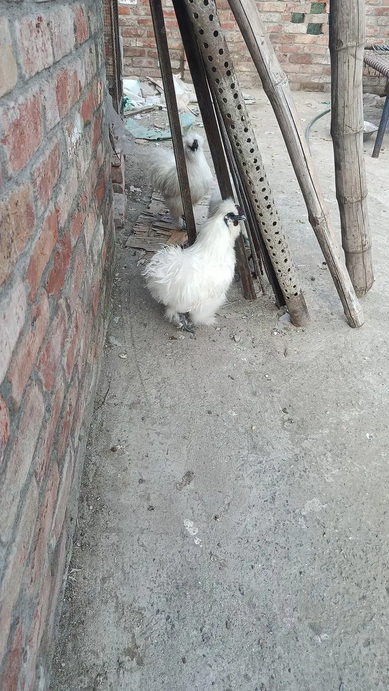 silky chicks and fertile eggs  available — photo 3