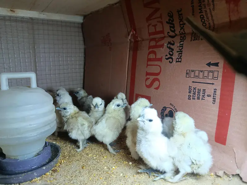 silky chicks and fertile eggs  available — photo 4
