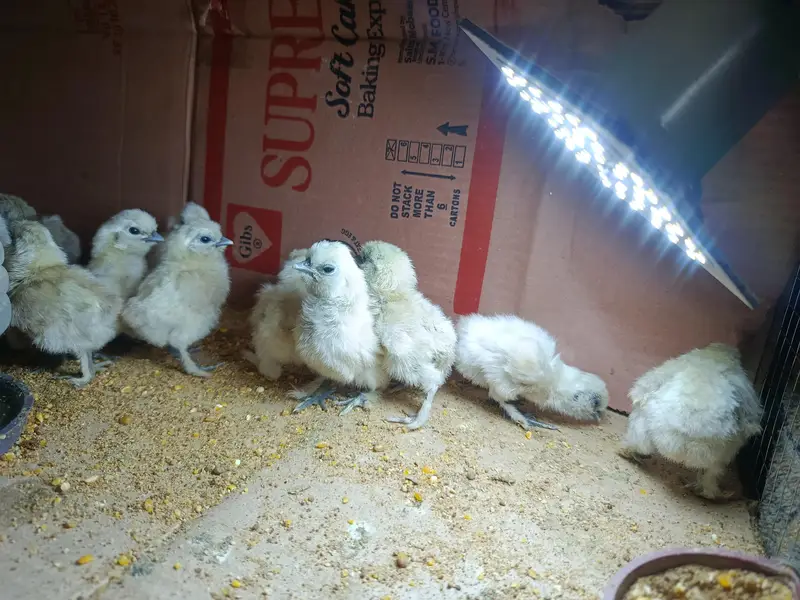 silky chicks and fertile eggs  available — photo 5