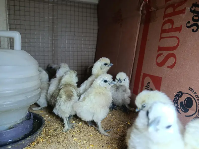 silky chicks and fertile eggs  available — photo 6