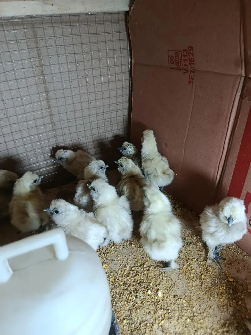 silky chicks and fertile eggs  available — photo 7