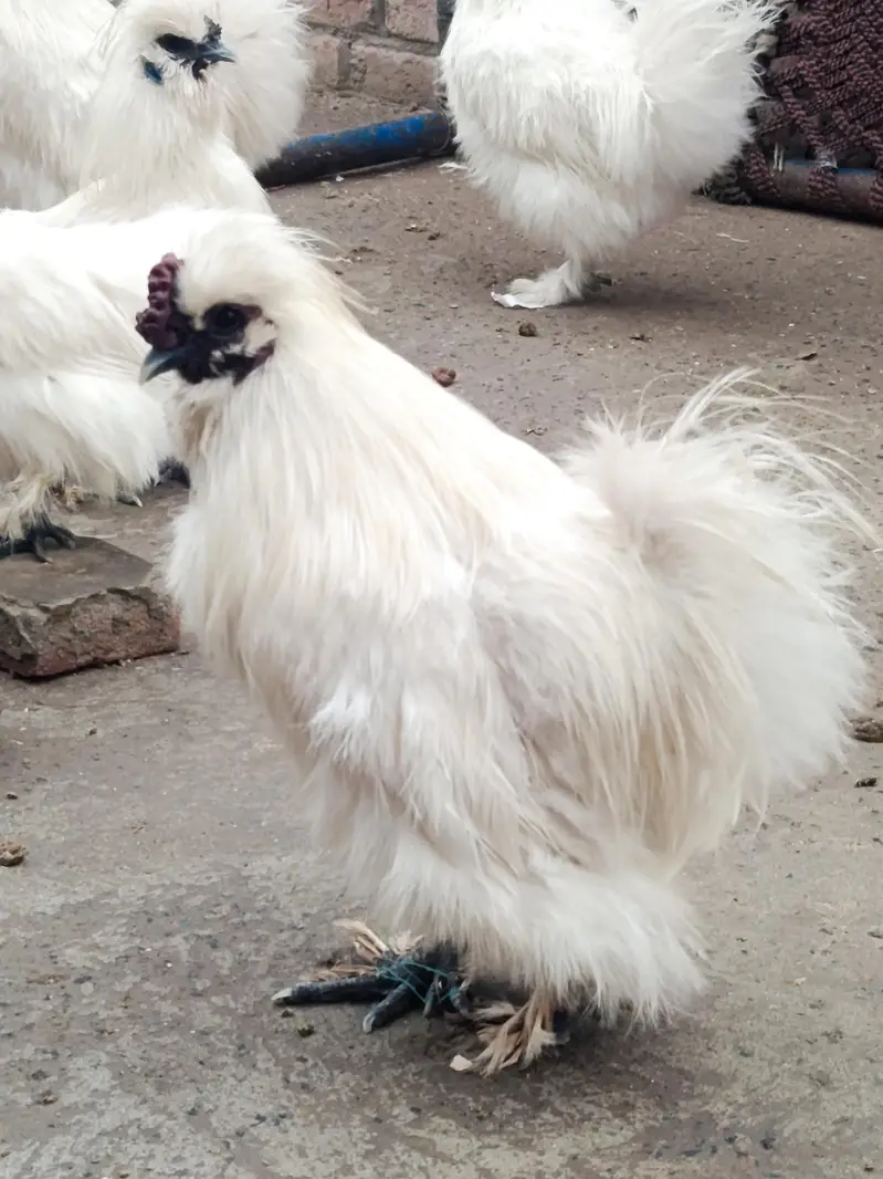 silky chicks and fertile eggs  available — photo 8