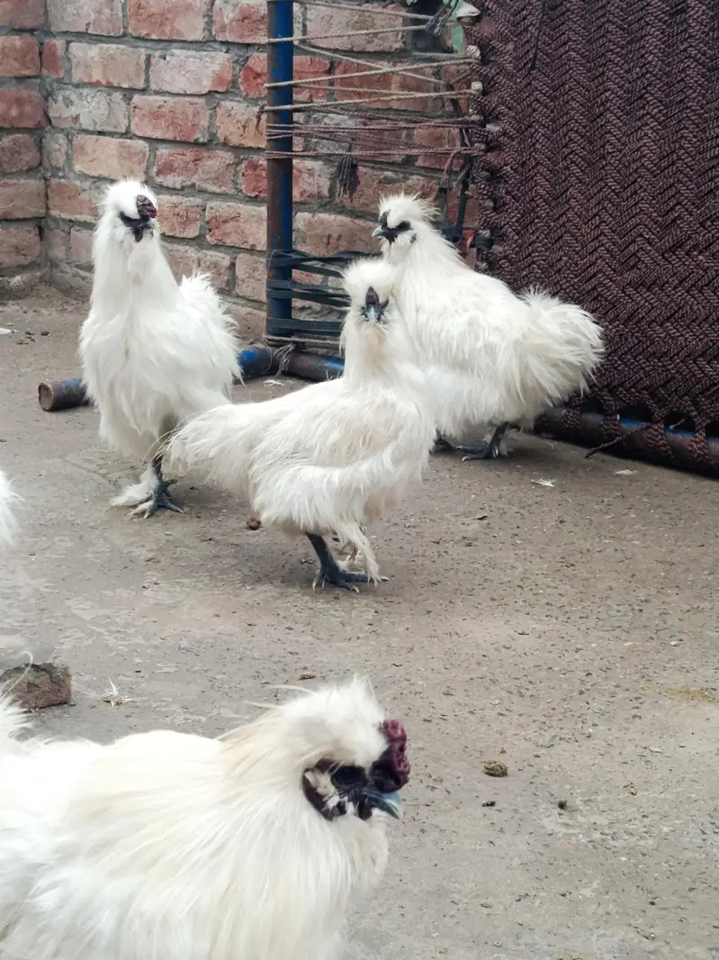 silky chicks and fertile eggs  available — photo 9