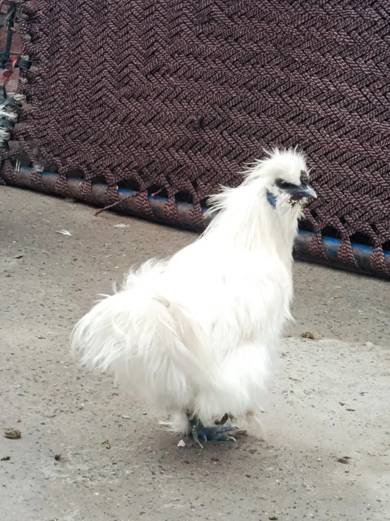 silky chicks and fertile eggs  available — photo 10