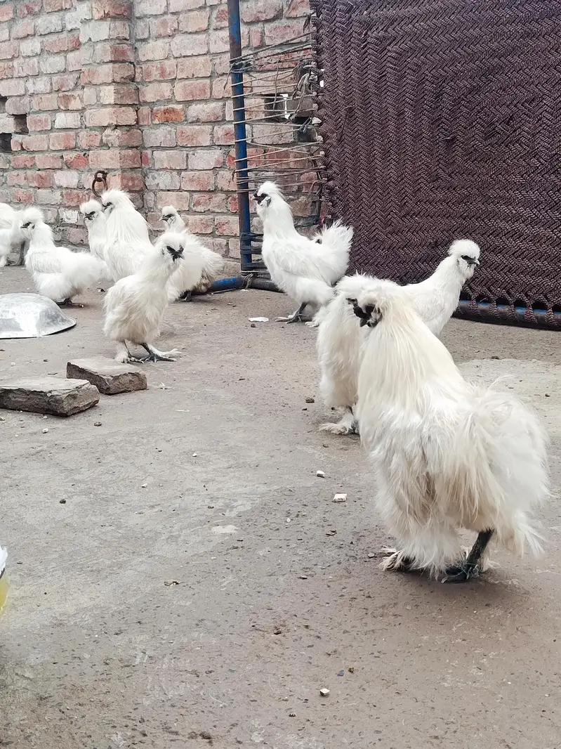 silky chicks and fertile eggs  available — photo 12