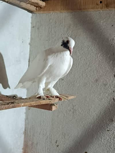 silki shirazi Jumbo size male