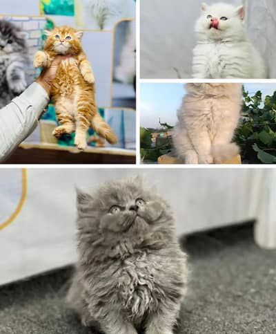 Persian cat for sale 2 month age vaccinated