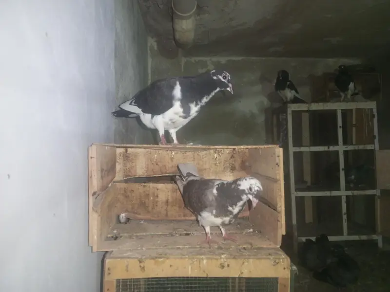 sherazi pathay — photo 3