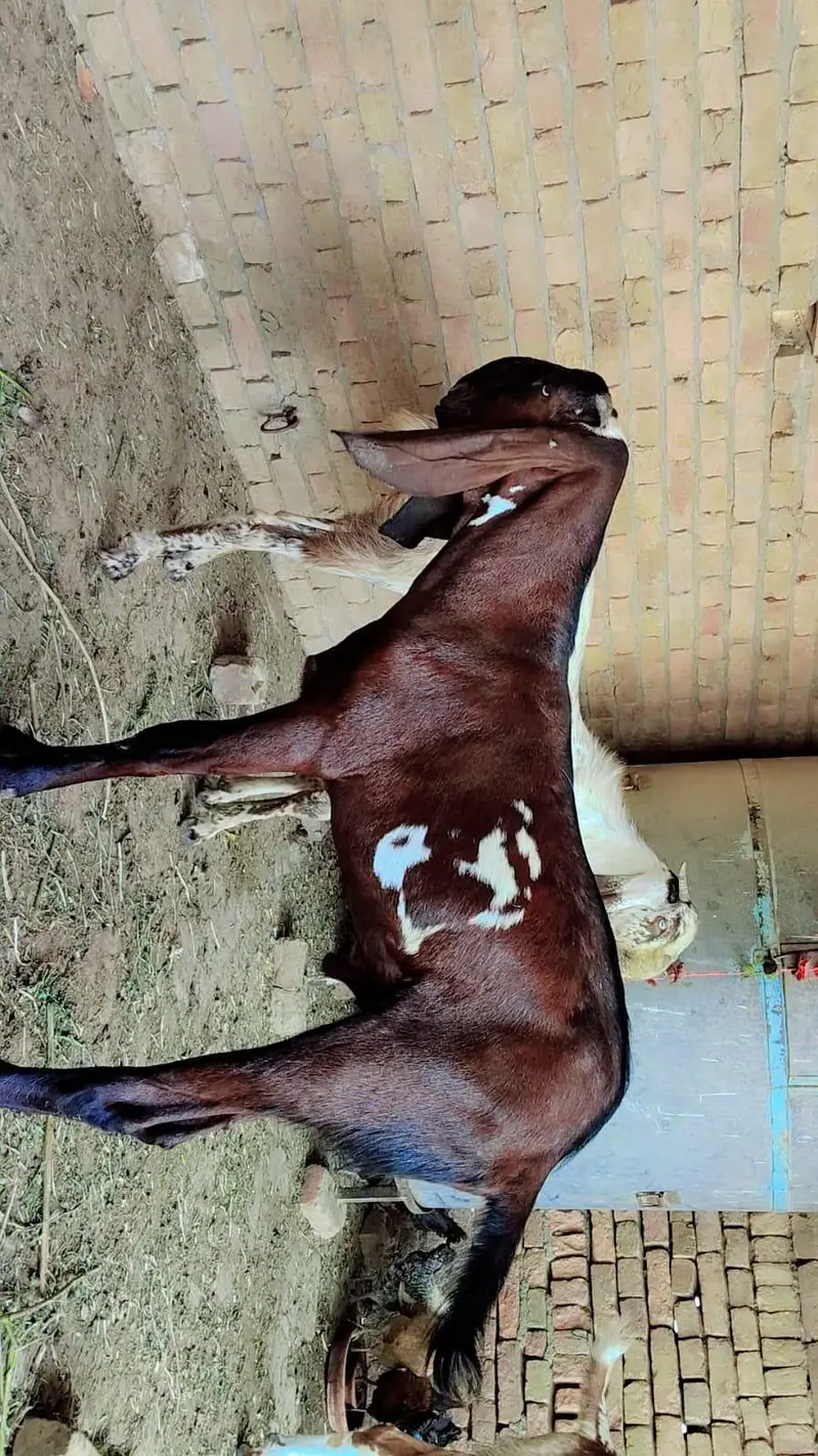 Quebani bakray 2027 for sale — photo 3