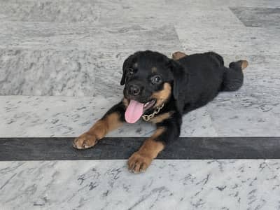 rottweiler female pup 67 day old