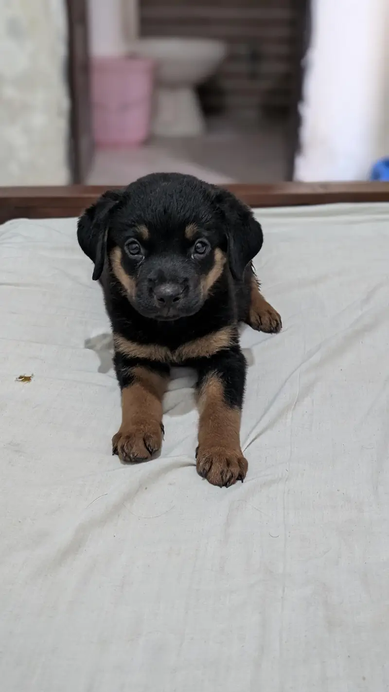 rottweiler female pup 67 day old — photo 2