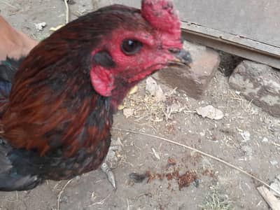 Aseel hen Aseel chicks