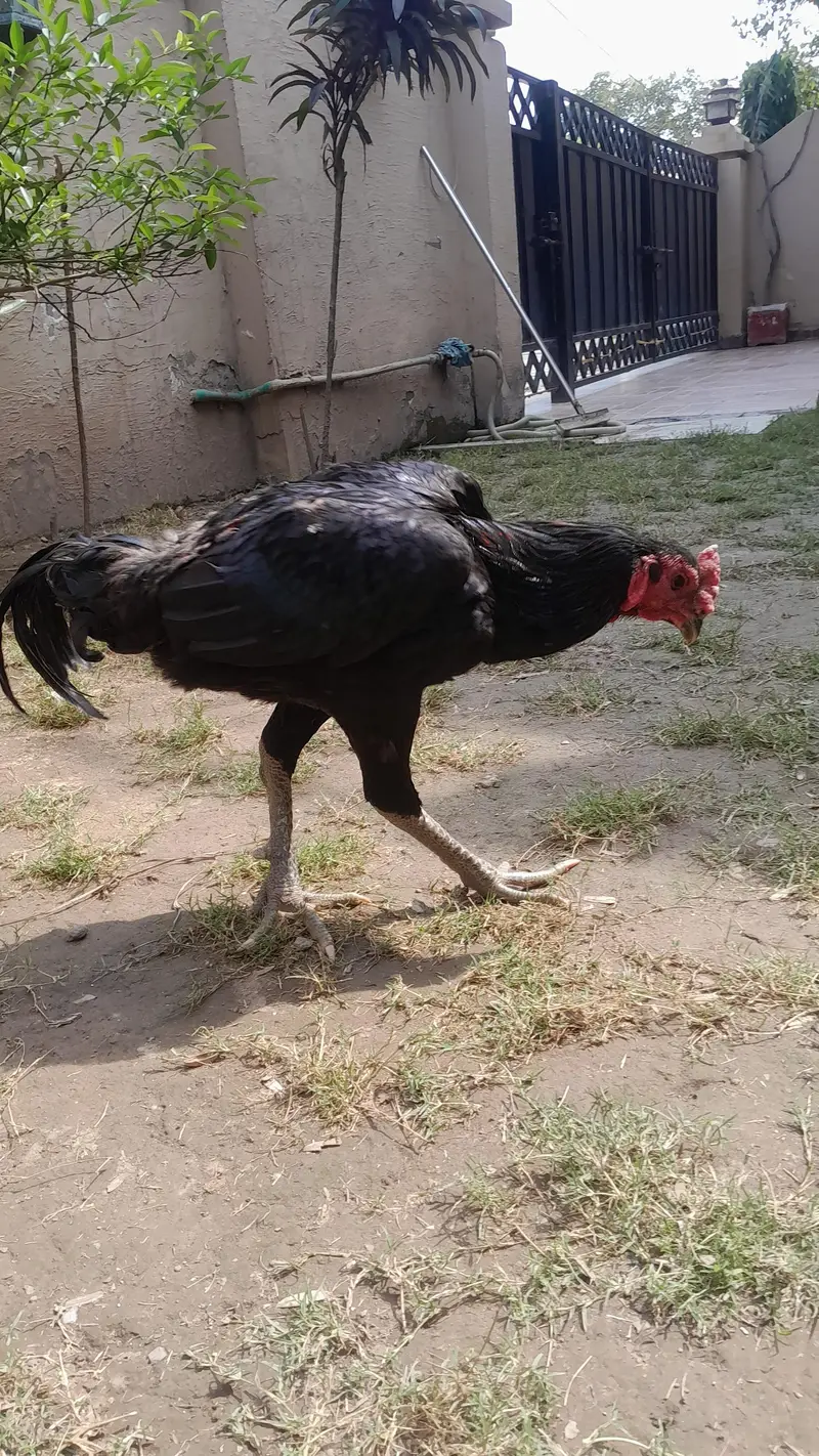 Aseel hen Aseel chicks — photo 4