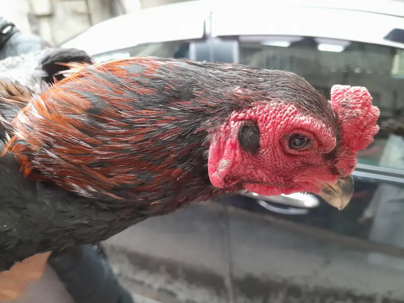 Aseel hen Aseel chicks — photo 6