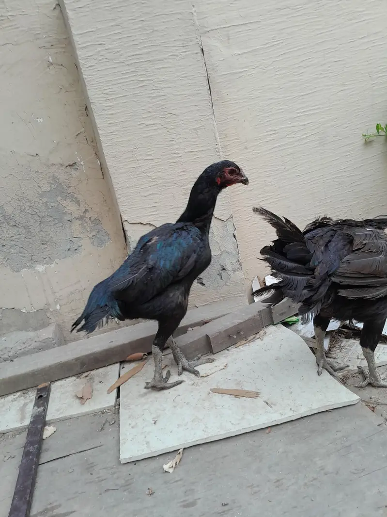 Aseel hen Aseel chicks — photo 9