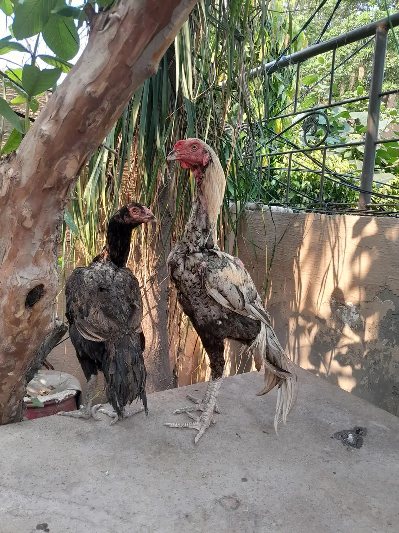 Aseel hen Aseel chicks — photo 11